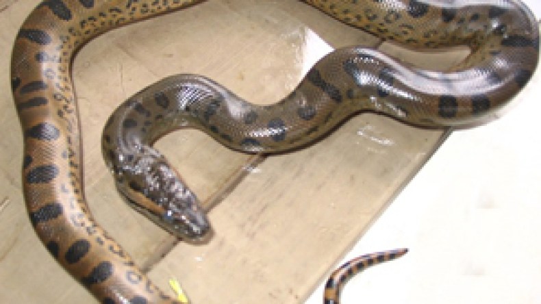 ثعبان يلدغ شرطية داخل غرفة الملابس بمديرية الأمن في عنابة