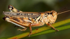 بالفيديو .. السعوديون يقبلون على أكل الجراد