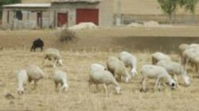 Drought threatens live stock to death