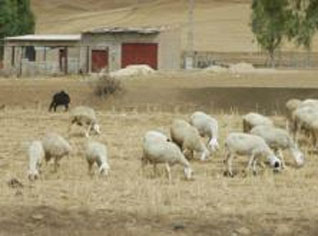 Drought threatens live stock to death