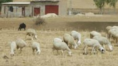 Algérie / Plus de 2 millions de têtes de bétail menacé de mort en raison de la sécheresse