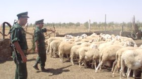330 sheep smuggled from Algeria to Morocco, Mauritania and Sahel countries
