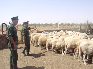 330 sheep smuggled from Algeria to Morocco, Mauritania and Sahel countries