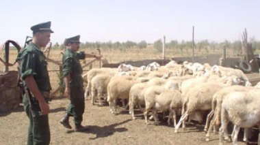 Aid El Adha: 3.5 million sheep will be sacrificed in Algeria at a cost of 100 billion dinars