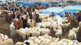 Algeria : long-running drought threatens 19 million sheep