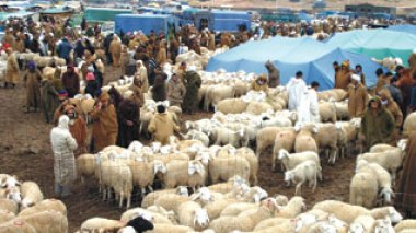 Algeria : long-running drought threatens 19 million sheep