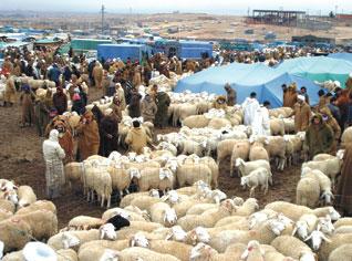 Algerian stock-breeders seek assistance to cushion losses