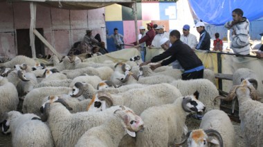 Moroccan dangerously infected sheep smuggled to Algerian markets