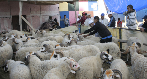Moroccan dangerously infected sheep smuggled to Algerian markets