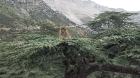 استقدام فرق “اطبالن ” إلى غابات البويرة لمطاردة قردة الماغو!