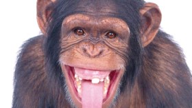 هذا مافعلته قردة وابنتها في سكان حي تيريقو بوهران