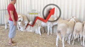 الأضاحي بيد السماسرة.. والأسعار ستكون مرتفعة نسبيّا