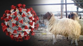 بياطرة: ترقبوا انفجارا في إصابات كورونا بعد العيد