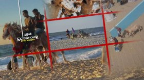 كلاب.. كباش وأحصنة تزاحم المصطافين في الشواطئ