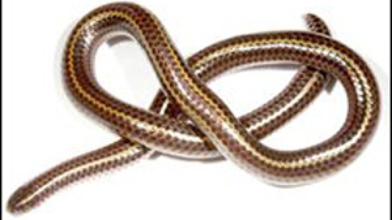 اكتشاف أصغر ثعبان قاتل