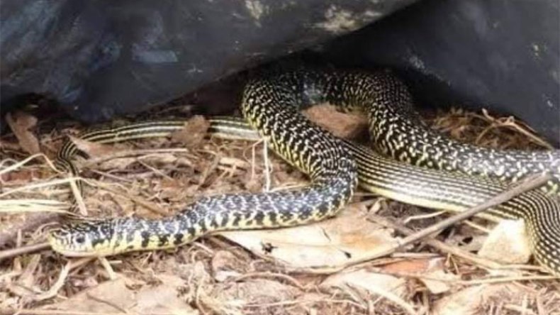 الأفاعي تجتاح حقول الزيتون وتحدث طوارئ وسط العائلات