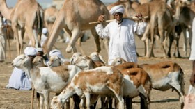 Algeria to import meat from Sudan during Ramadhan: Official reveals