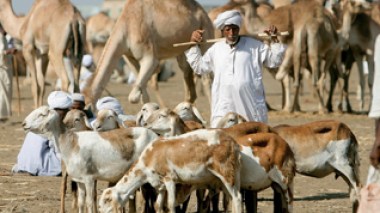 De la viande soudanaise fraiche saine et moins chère pour le Ramadhan