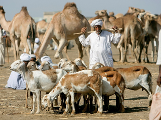 De la viande soudanaise fraiche saine et moins chère pour le Ramadhan