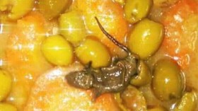 وجبة بالفئران!