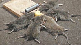 فئران تهاجم مواطنين ببسكرة وتصيب العشرات