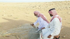 شاب سعودي يعيد أرانب برية إلى موطنها الأصلي