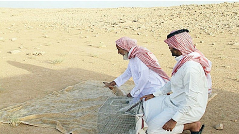 شاب سعودي يعيد أرانب برية إلى موطنها الأصلي