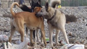 100 ألف عضّة و12 قتيلا في سنة واحدة!