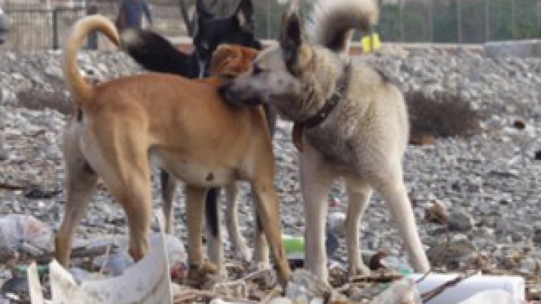 100 ألف عضّة و12 قتيلا في سنة واحدة!