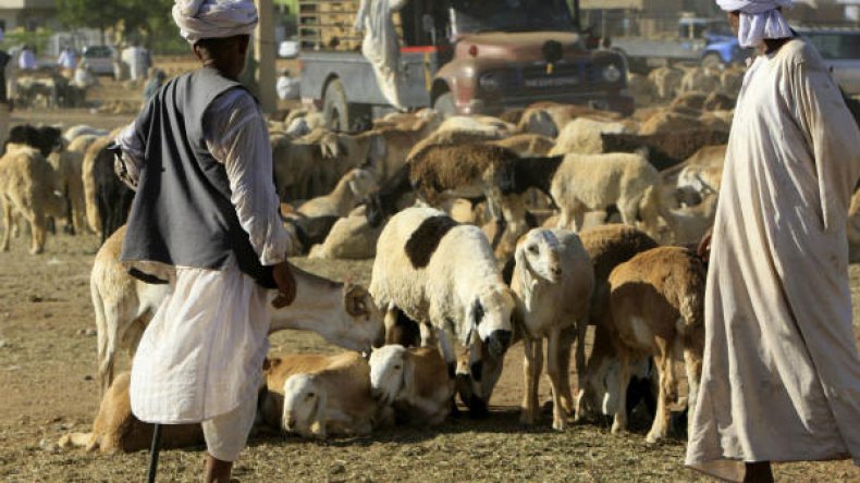 أضاحي من السّودان بمليون سنتيم للخروف!