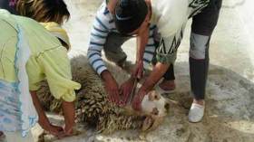 تسجيل حالات لإخضرار الأضاحي بتيارت