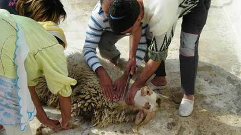 تسجيل حالات لإخضرار الأضاحي بتيارت