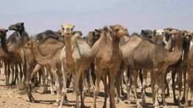 موّالون يطالبون بحماية ثروتهم الحيوانية المهددة بالانقراض بورقلة