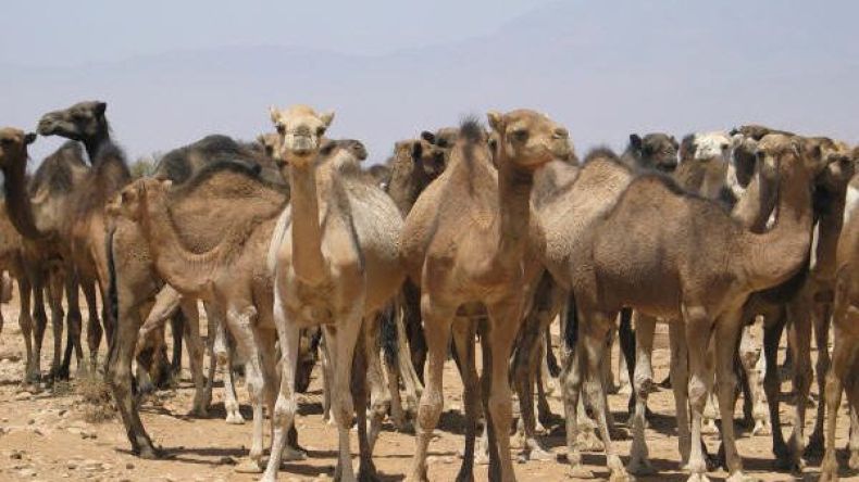 موّالون يطالبون بحماية ثروتهم الحيوانية المهددة بالانقراض بورقلة