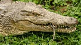 ثمانية تماسيح على وشك النفوق بمستغانم بسبب تكاليف إطعامها الباهظة