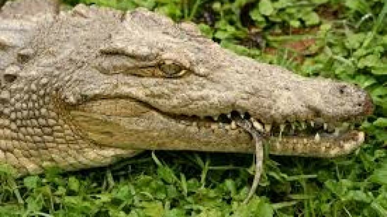 ثمانية تماسيح على وشك النفوق بمستغانم بسبب تكاليف إطعامها الباهظة