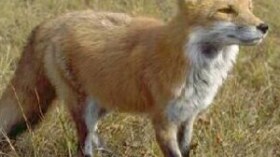 مختارات:ثعلب‭ ‬يتوب‭ ‬قبل‭ ‬رمضان‭!‬