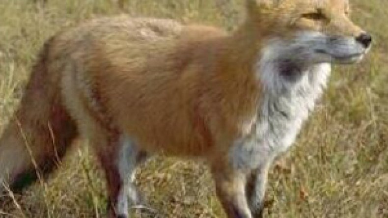 مختارات:ثعلب‭ ‬يتوب‭ ‬قبل‭ ‬رمضان‭!‬