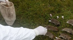 ظهور حالة إصابة بالطاعون في الصين