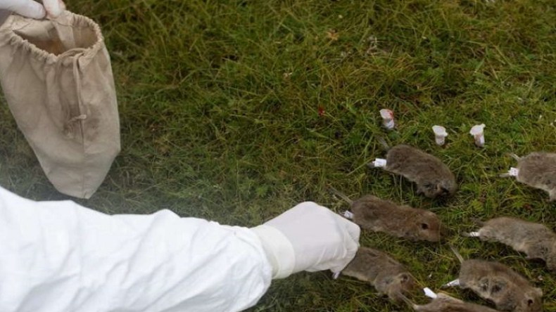 ظهور حالة إصابة بالطاعون في الصين