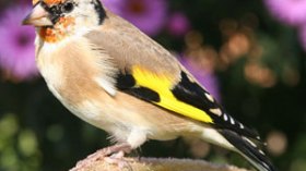 شبكات دولية تتورط مع عصابات اصطياد الطائر الذهبي