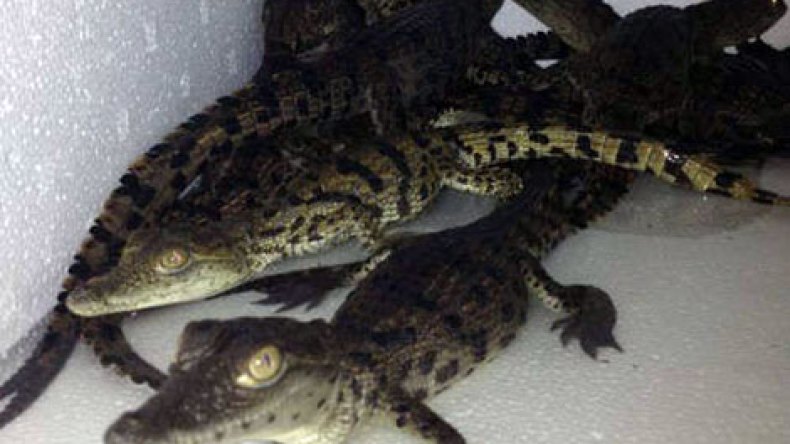 تماسيح للبيع بـ4 ملايين في تلمسان!؟