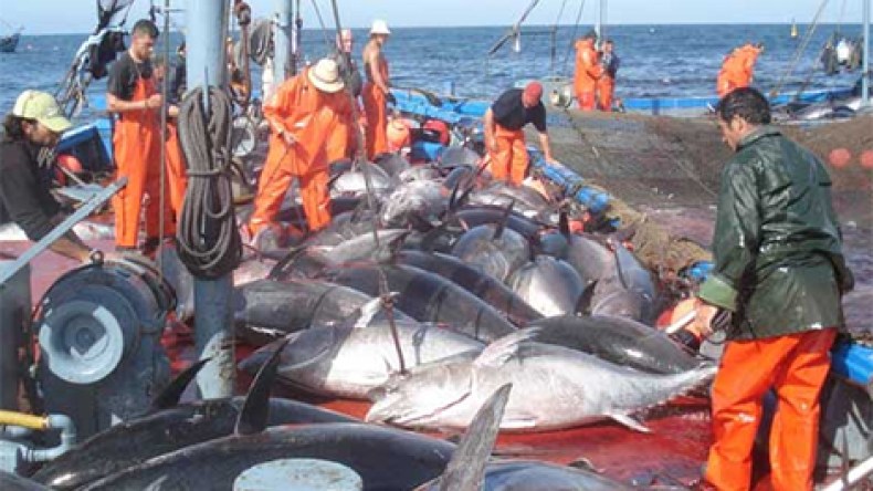 الجزائر تواصل معركة استرجاع 437 طن من حصتها الضائعة من التونة
