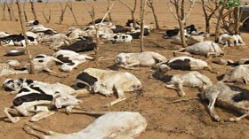 تعويضات تتجاوز الـ50 % للموالين ضحايا الطاعون!