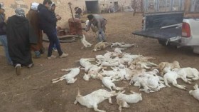 طاعون الماشية يزحف على مناطق جديدة وندرة حادة في اللقاح