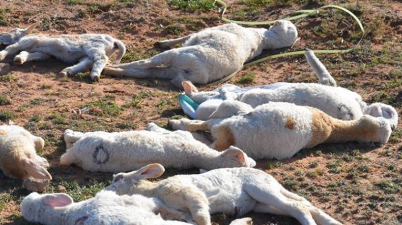 الوباء يبيد مئات رؤوس الماشية بتلمسان وسعيدة