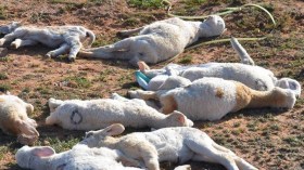 تأكيد حالة إصابة بطاعون المجترات الصغيرة