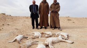 اكتشاف 9 حالات للحمى القلاعية ببير أغبالو