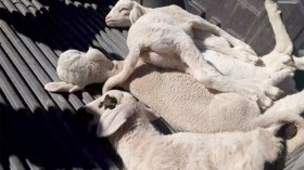 فتنة بين الموّالين بسبب 5 ملايين لقاح ضد الطاعون