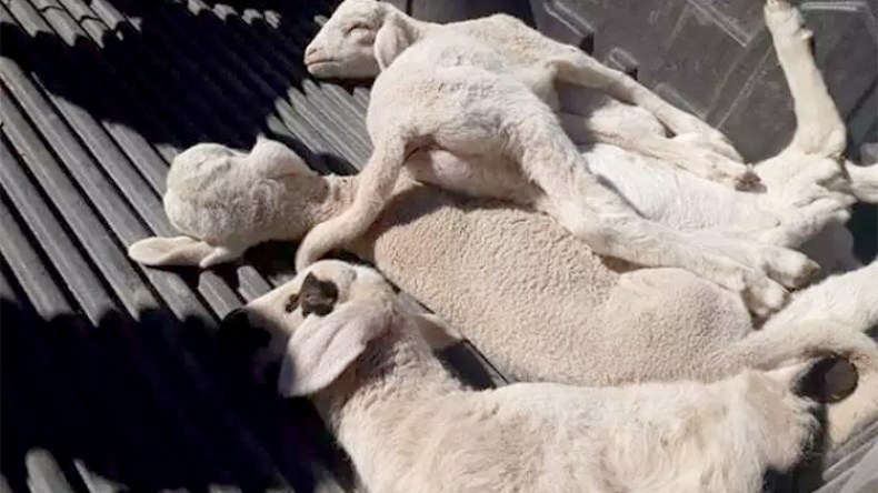 فتنة بين الموّالين بسبب 5 ملايين لقاح ضد الطاعون